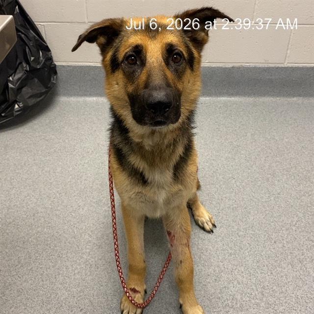 Shelter Stray Male Dog last seen Near, 2600 S Harding St, Indianapolis, IN 46221, USA