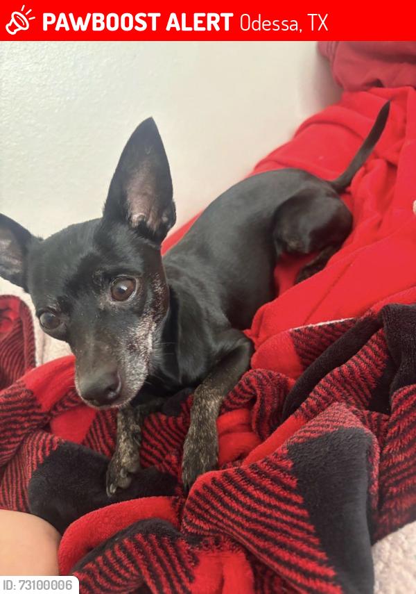 Lost Female Dog last seen red cliff and 91st, Odessa, TX 79762