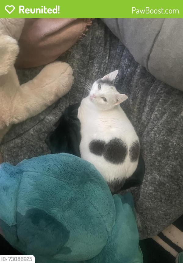 Reunited Female Cat last seen Alta Road / Agnes Road, Oakland, CA 94618