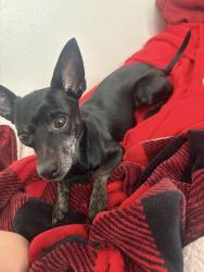 Lost Female Dog last seen red cliff and 91st, Odessa, TX 79762