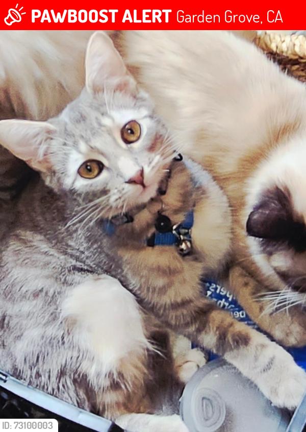 Lost Male Cat last seen Dale in-between Chapman & Lampson, Garden Grove, CA 92841