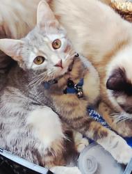 Lost Male Cat last seen Dale in-between Chapman & Lampson, Garden Grove, CA 92841
