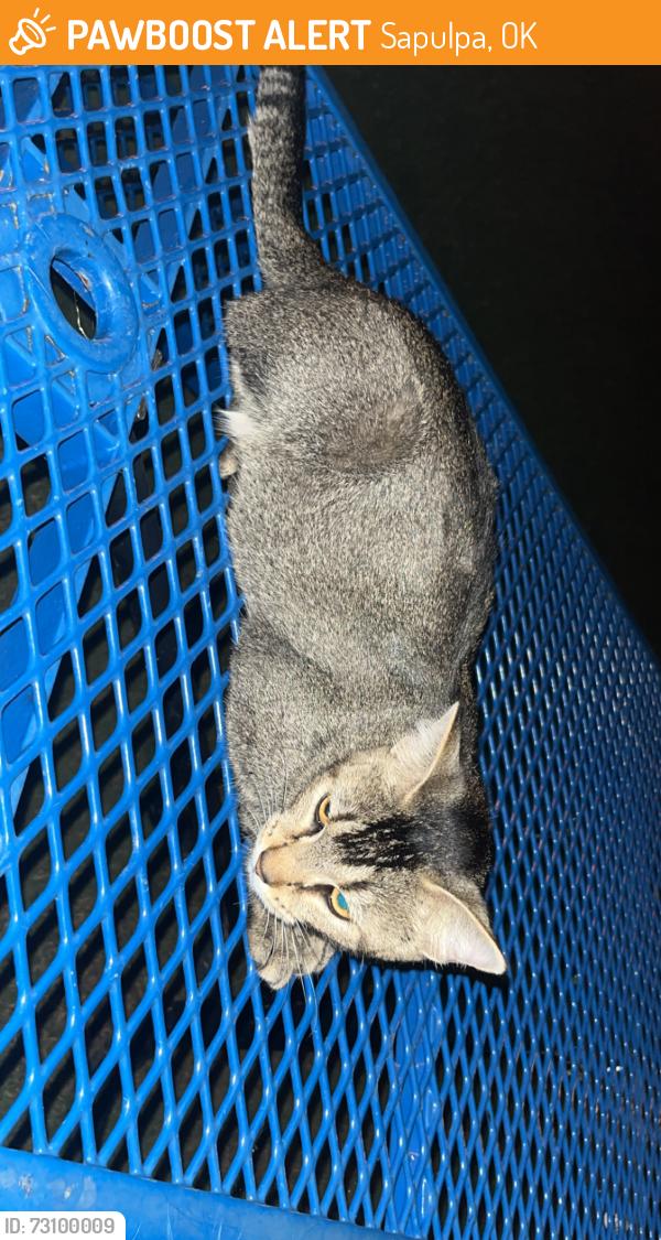 Found/Stray Female Cat last seen Bridge creek apmts, Sapulpa, OK 74066