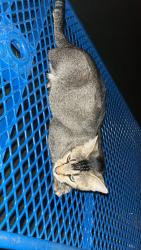 Found/Stray Female Cat last seen Bridge creek apmts, Sapulpa, OK 74066