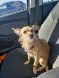 Reunited Female Dog last seen Edgemar Dr. Between Manor & Avalon, Pacifica, CA 94044