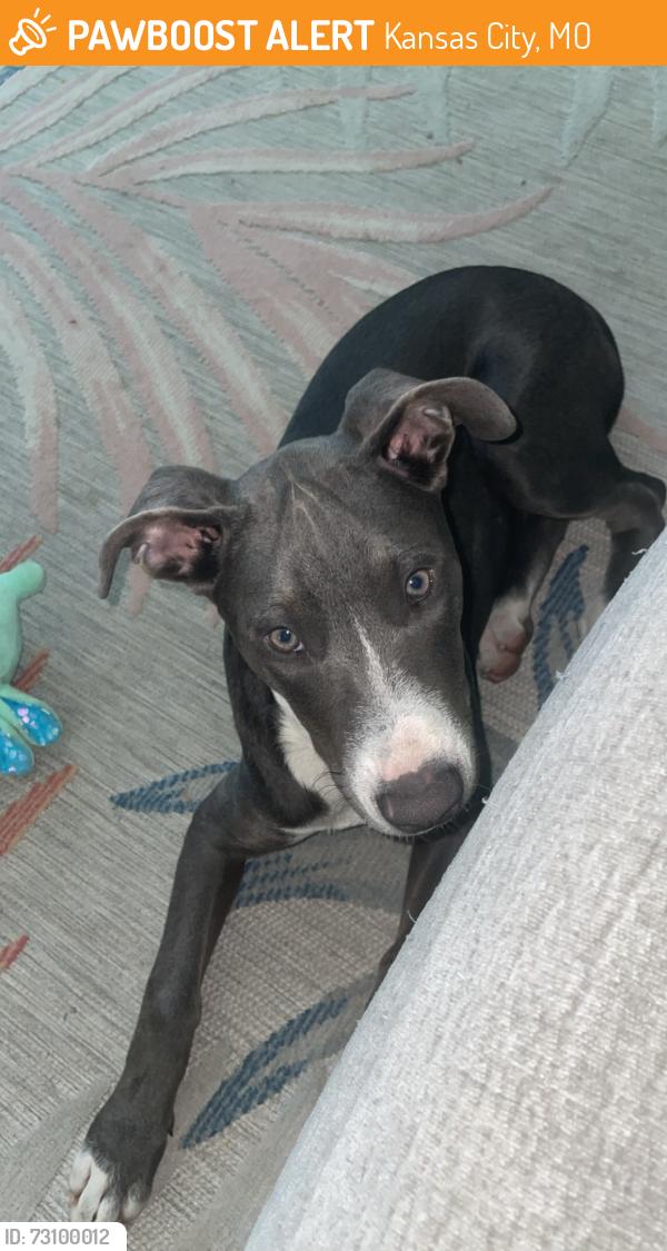 Found/Stray Female Dog last seen Behind Jarboe Park on Beardsley Rd., Kansas City, MO 64108