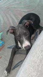 Found/Stray Female Dog last seen Behind Jarboe Park on Beardsley Rd., Kansas City, MO 64108