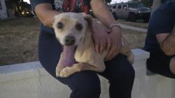 Found/Stray Male Dog last seen Noble and lassen, Los Angeles, CA 91345
