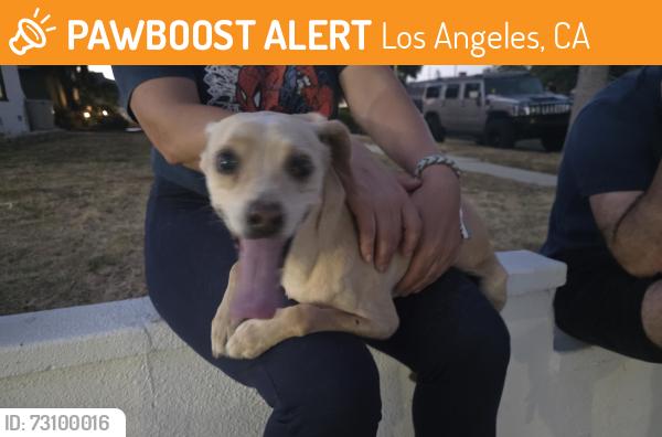 Found/Stray Male Dog last seen Noble and lassen, Los Angeles, CA 91345