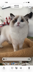 Lost Female Cat last seen Chatsworth pl&moorpark ave, San Jose, CA 95128