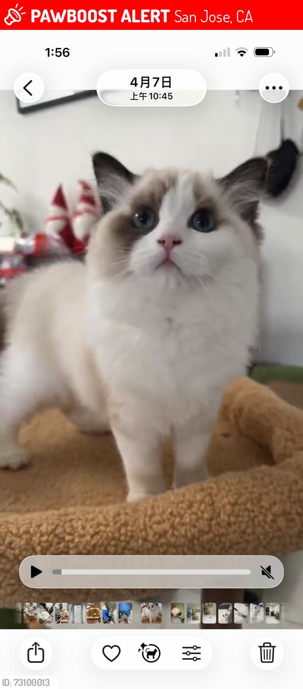 Lost Female Cat last seen Chatsworth pl&moorpark ave, San Jose, CA 95128