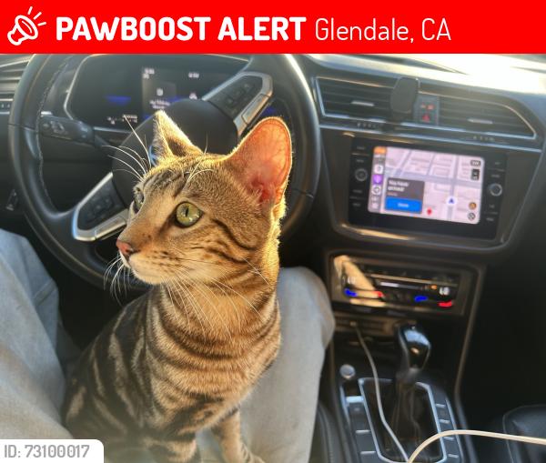 Lost Male Cat last seen Winchester ave, Glendale, CA 91201