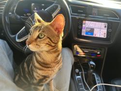 Lost Male Cat last seen Winchester ave, Glendale, CA 91201