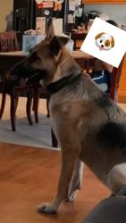 Lost Male Dog last seen Grand Triassic & village, Victorville, CA 92394
