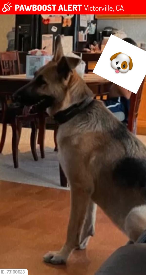 Lost Male Dog last seen Grand Triassic & village, Victorville, CA 92394