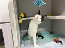 Shelter Stray Female Cat last seen found on 1st floor hallway of 217 W 62nd Street, NEW YORK, NY, 10023, 326 E 110th St, New York, NY 10029, USA