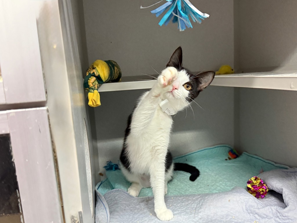 Shelter Stray Female Cat last seen found on 1st floor hallway of 217 W 62nd Street, NEW YORK, NY, 10023, 326 E 110th St, New York, NY 10029, USA