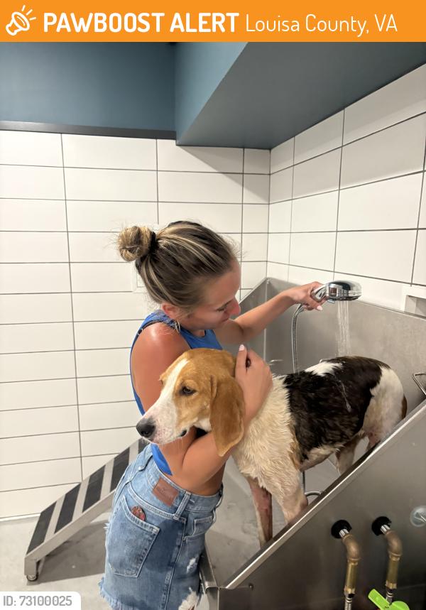 Found/Stray Female Dog last seen Roseneath Cemetery, Louisa County, VA 23065