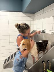 Found/Stray Female Dog last seen Roseneath Cemetery, Louisa County, VA 23065