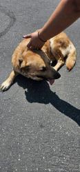 Reunited Female Dog last seen Village parks Indiana/Monroe, Riverside, CA 92504