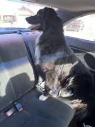 Found/Stray Male Dog last seen Near N state street, San Jacinto, CA 92583