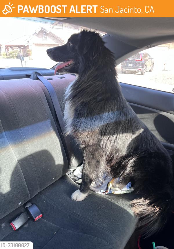 Found/Stray Male Dog last seen Near N state street, San Jacinto, CA 92583