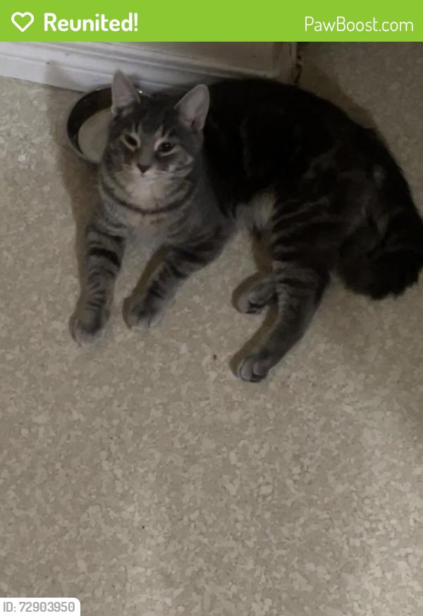 Reunited Male Cat last seen 108st, Edmonton, AB 