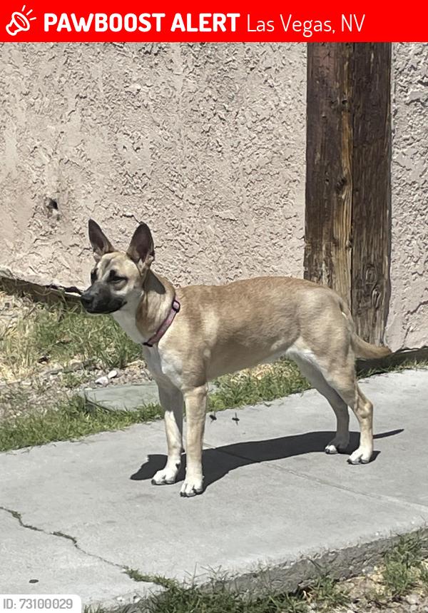 Lost Female Dog last seen Boulder Hwy, Lamb, Las Vegas, NV 89121