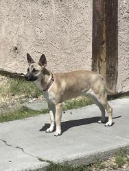 Lost Female Dog last seen Boulder Hwy, Lamb, Las Vegas, NV 89121