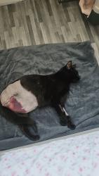 Reunited Female Cat last seen Sw151jd jay house horne way, Greater London, England SW15 1JD