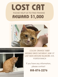 Lost Male Cat last seen CALLE VISTA CIR- BRASILIA DR, Los Angeles, CA 91326