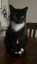 Reunited Female Cat last seen 120th ave next to Tamiami Airport - Century States cndmnium, Miami, FL 33196
