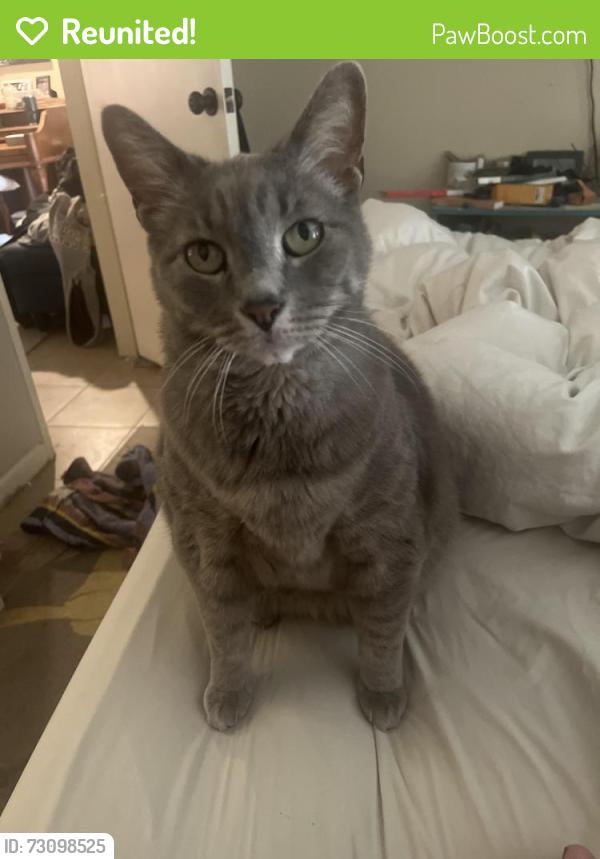 Reunited Female Cat last seen Dairy Ashford and Whittington , Houston, TX 77077
