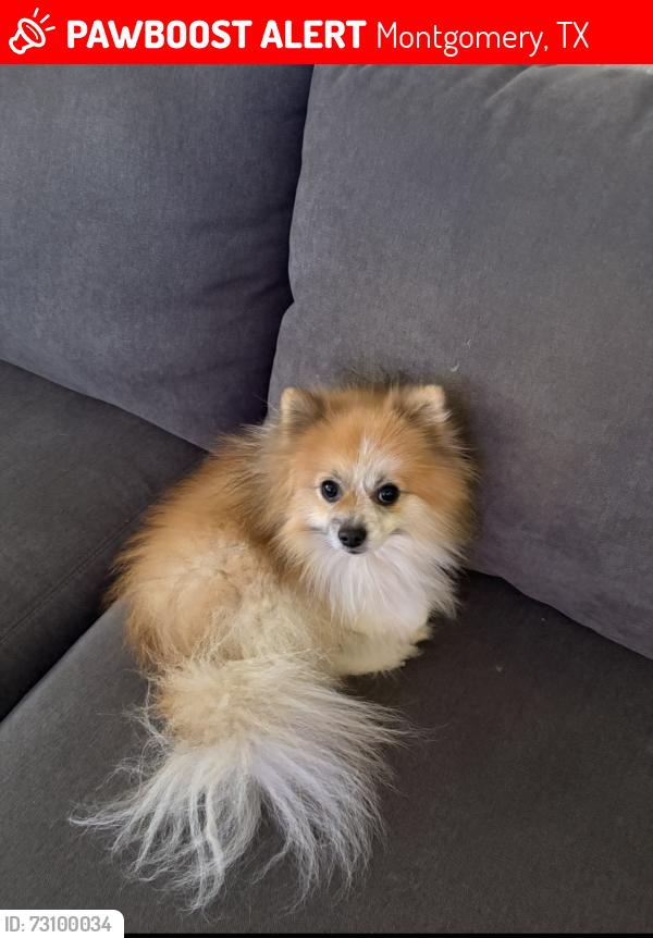 Lost Male Dog last seen Hwy 1097, Montgomery, TX 77356