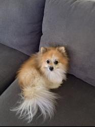 Lost Male Dog last seen Hwy 1097, Montgomery, TX 77356