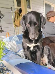 Reunited Female Dog last seen Mountain Drive, Fredericksburg, PA 17026