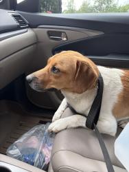 Reunited Male Dog last seen Near ransom rd, Ransom Township, PA 18518