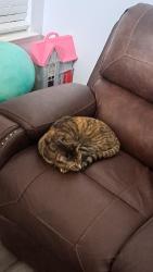 Reunited Female Cat last seen Lyonia Drive, Galt, CA 95632