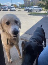 Found/Stray Unknown Dog last seen Texas Roadhouse, picked up by animal control, Saint Joseph, MO 64501
