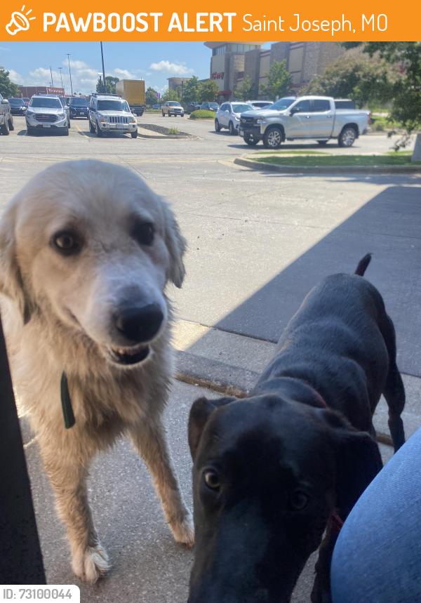 Found/Stray Unknown Dog last seen Texas Roadhouse, picked up by animal control, Saint Joseph, MO 64501