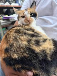 Found/Stray Female Cat last seen Yosemite dr, Los Angeles, CA 90041