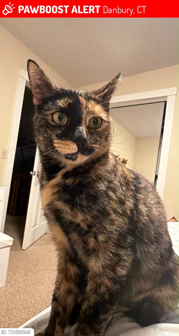 Lost Female Cat last seen Near Mountain Rd, Danbury, CT, Danbury, CT 06810