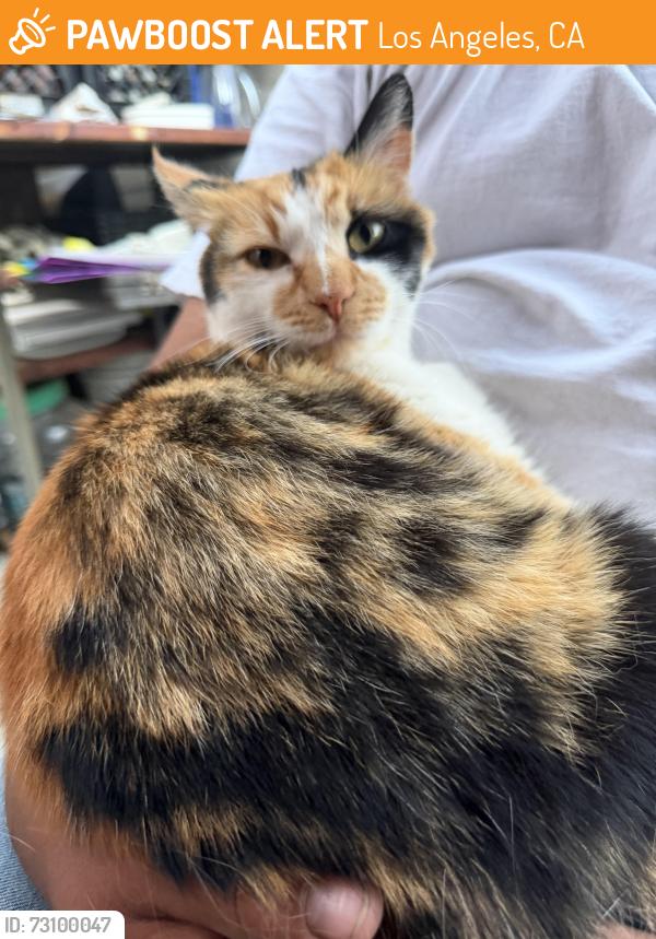 Found/Stray Female Cat last seen Yosemite dr, Los Angeles, CA 90041