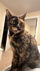 Lost Female Cat last seen Near Mountain Rd, Danbury, CT, Danbury, CT 06810