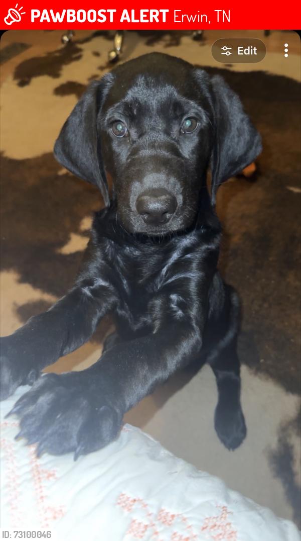 Lost Male Dog last seen Near Tsubaki Nakashima CO, Erwin, TN 37650