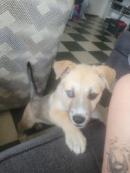 Lost Male Dog last seen Figueroa, Los Angeles, CA 90042