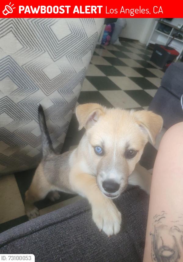 Lost Male Dog last seen Figueroa, Los Angeles, CA 90042