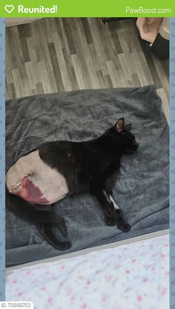 Reunited Female Cat last seen Sw151jd jay house horne way, Greater London, England SW15 1JD
