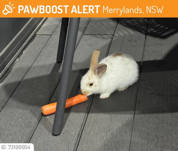 Found/Stray Unknown Rabbit last seen Villers st nearest merrylands, Merrylands, NSW 2160