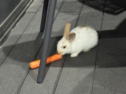 Found/Stray Unknown Rabbit last seen Villers st nearest merrylands, Merrylands, NSW 2160